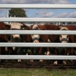 Surface Treatment Plays A Crucial Role In Making Cattle Panels