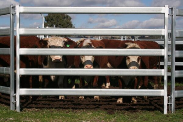 Surface Treatment Plays A Crucial Role In Making Cattle Panels